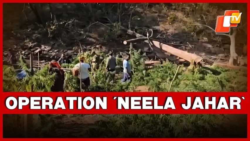 Illegal Ganja Cultivation Worth Rs 45 Lakh Destroyed In Kandhamal District Of Odisha