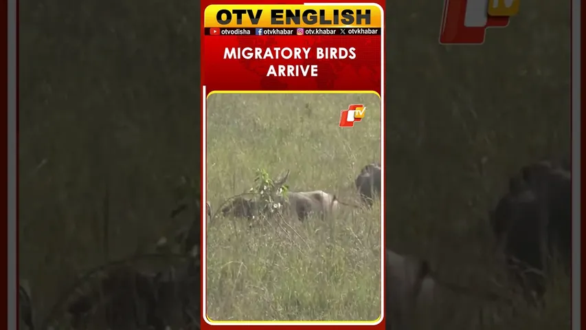 Migratory Birds Flock To Pobitora Wildlife Sanctuary In Assam