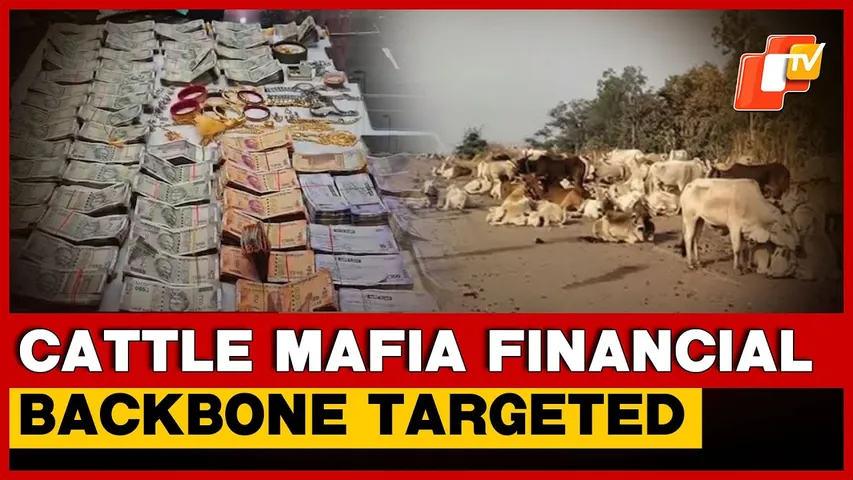 Cattle Smuggling Racket: Keonjhar Police To Probe Into 50 Bank Accounts And 20 Lockers | Odisha