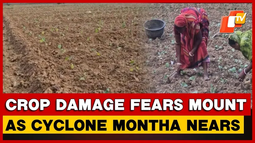 Balasore Farmers Fear Crop Loss As Cyclone Montha Approaches | Odisha