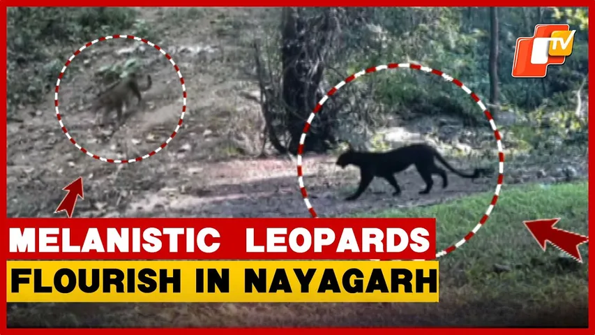 Melanistic Leopards Thrive In Odisha's Nayagarh Forests