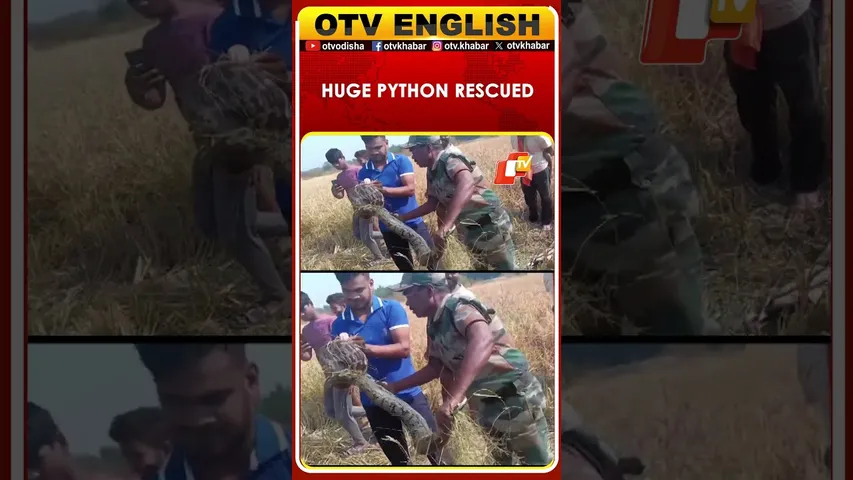 8-Foot Python Rescued From Farmland In Nuapada  | OTV