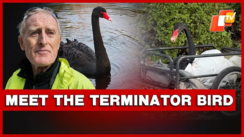 Black Swan ‘Mr Terminator’ Evicted After Terrorising Stratford-Upon-Avon Swans