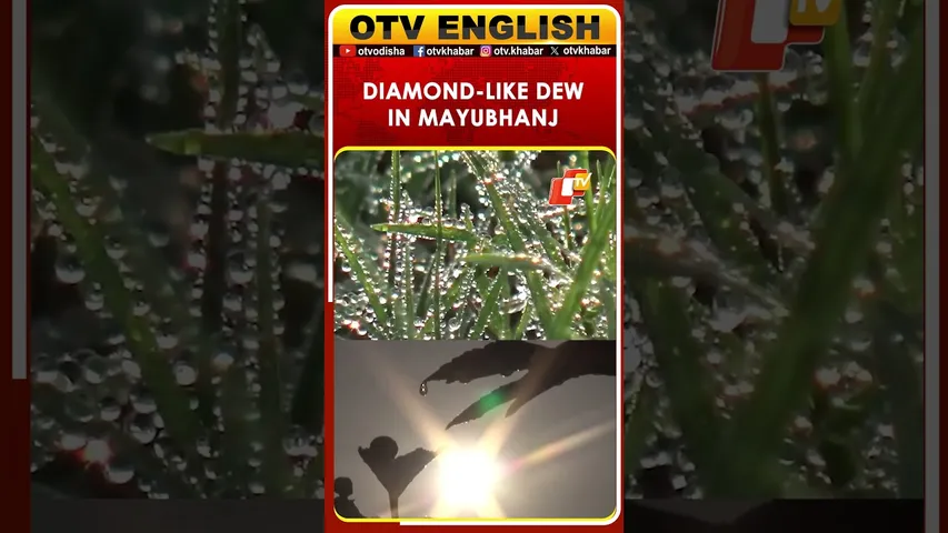 Dew-Covered Mayurbhanj Glows As Winter Sets In Across Odisha