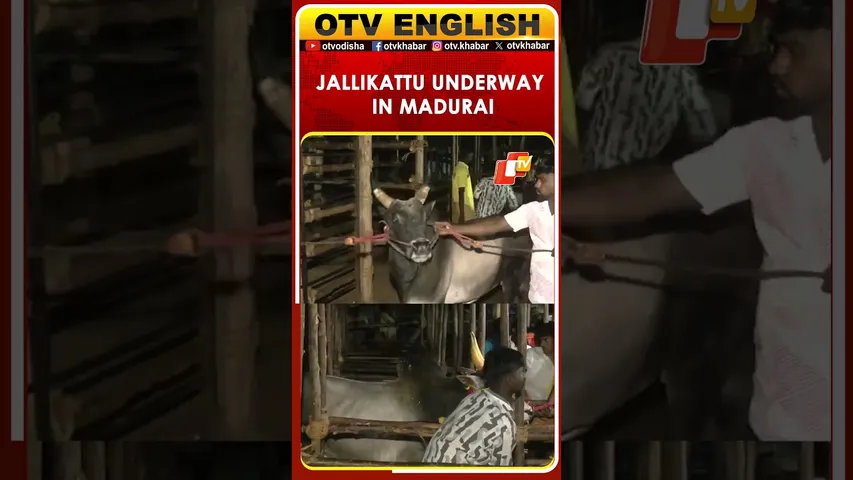 Palamedu Jallikattu Held In Madurai; Deputy CM Udhayanidhi Stalin Inaugurates