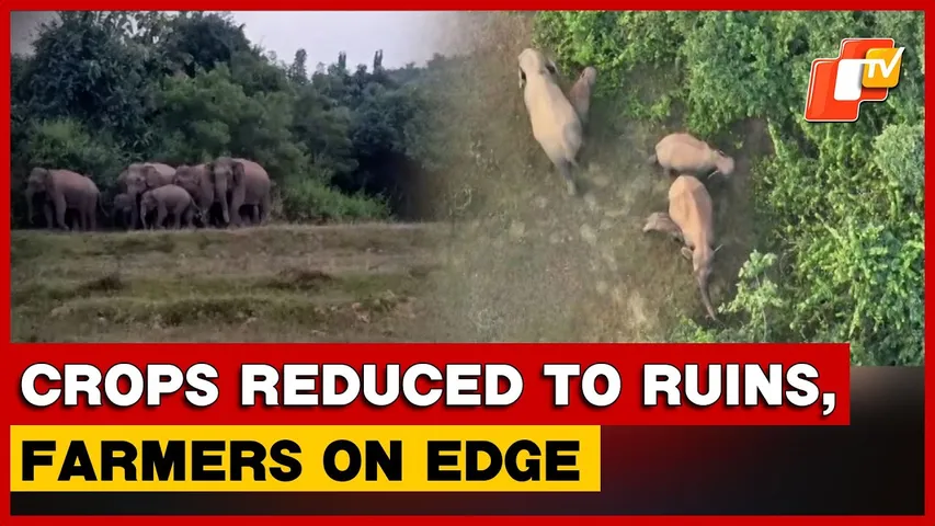 Farmers Distressed As Wild Elephants Roam Athagarh, Forest Officials Intensify Monitoring | Odisha