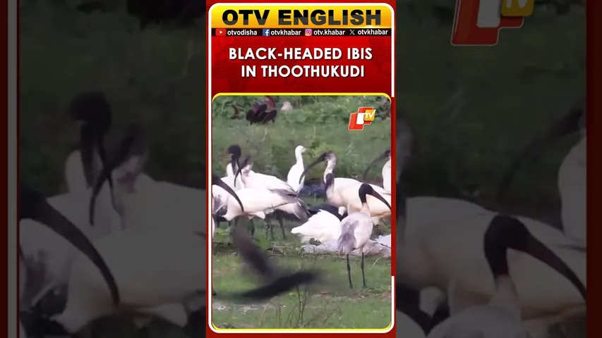 Tamil Nadu: Rare Black-Headed Ibis Spotted In Thoothukudi Salt Pans After Recent Rains