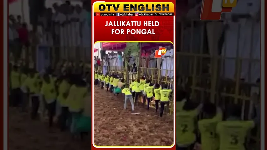 Jallikattu Event Held At Vadamalapuram For Pongal Festival