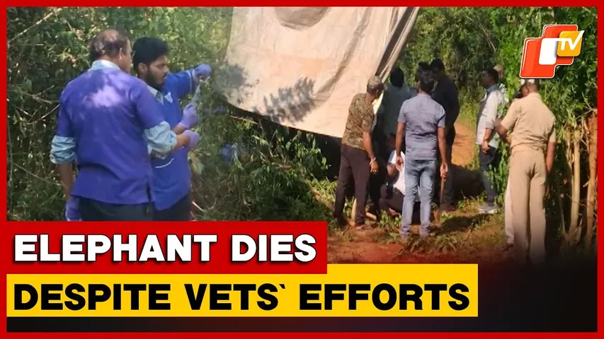 Female Elephant Dies In Chandaka While Undergoing Treatment, Herpesvirus Suspected | OTV