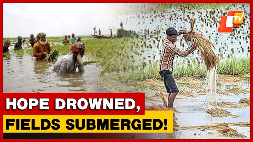 Montha Storm Submerges Harvested & Ripening Paddy In Sundargarh, Leaving Farmers Distressed