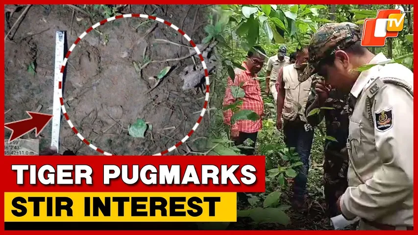 ‘Tiger’ Pugmark Spotted In Odisha’s Keonjhar Protected Forest | OTV