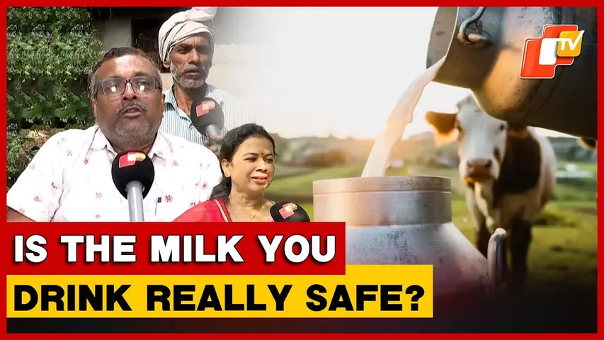 Adulterated Milk Crisis: Rising Use Of Oxytocin, Steroids In Cows Sparks Health Concerns