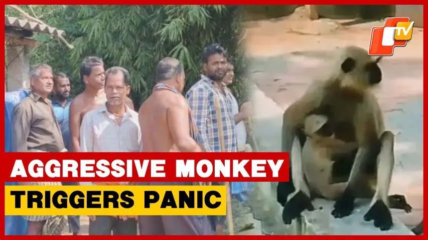 Monkey Menace Triggers Panic In Niali, Injuring Over 15; Schoolchildren Skip Classes I Odisha
