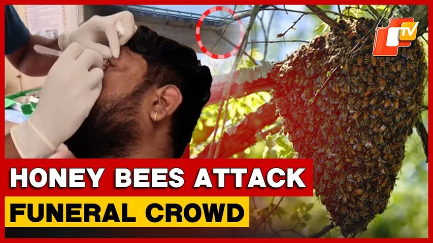 Swarm Of Bees Attacks Mourners In Rayagada During Funeral Rites, 6 Critical | Odisha