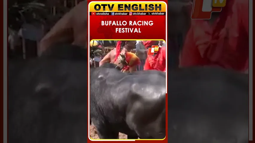 Mangaluru Kambala - Annual Buffalo Racing Festival In Karnataka