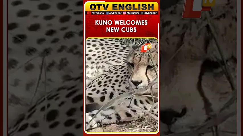 Madhya Pradesh: Cheetah ‘Gamini’ Gives Birth To 3 Cubs At Kuno, Count Rises To 38