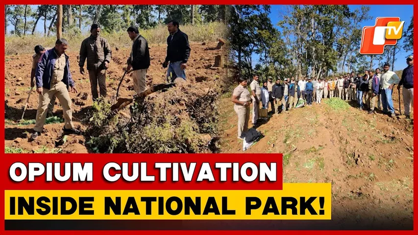 Opium Cultivation Destroyed Inside Odisha’s Similipal National Park; Police Probe Underway