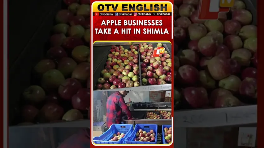 Apple Businesses Disrupted Amid Severe Weather Conditions In Himachal Pradesh