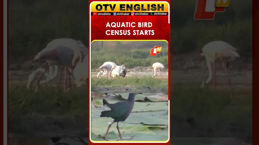 Thoothukudi, Tamil Nadu: Aquatic Bird Census For Population Assessment