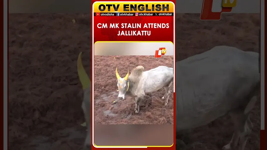 CM MK Stalin Attends World-Famous Jallikattu In Tamil Nadu
