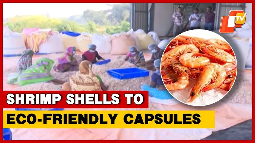Odisha Scientist Turns Shrimp Shell Waste Into Eco-Friendly Pharmaceutical Capsule Coating