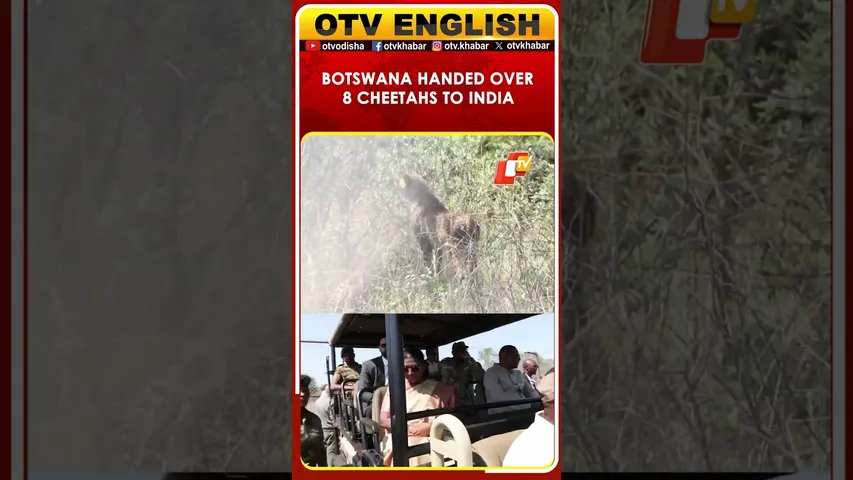 Botswana Handed Over 8 Cheetahs To India At Mokolodi Nature Reserve