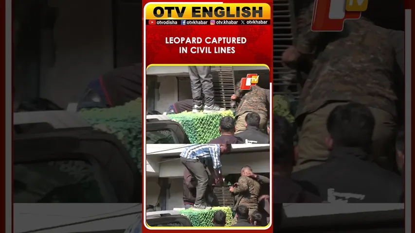 Rajasthan: Forest Team Rescues Leopard From VVIP Civil Lines Area Following 2-Hour Operation