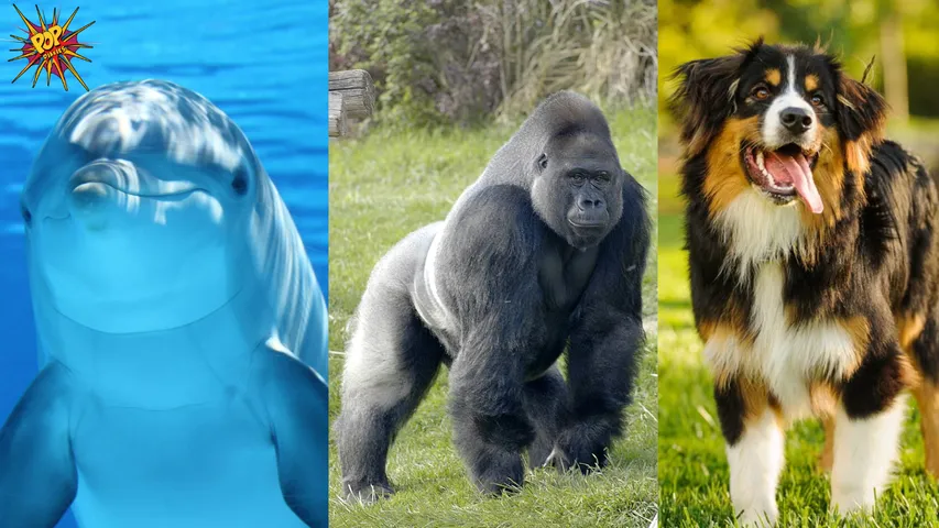Animals