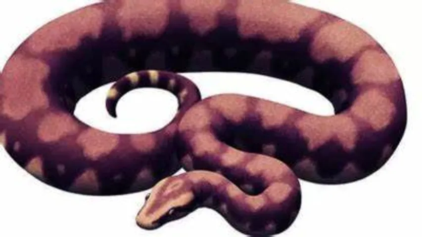 50ft 'Crocodile' Snake