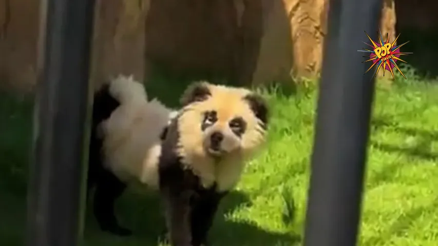 Panda Dog