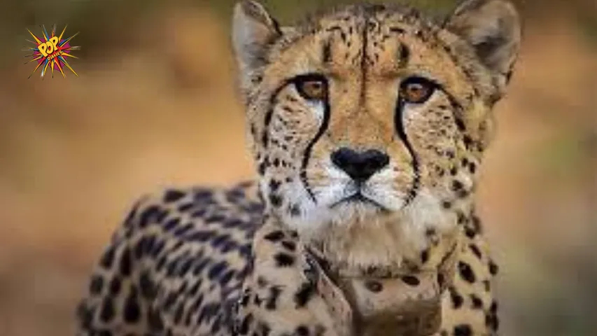Cheetah