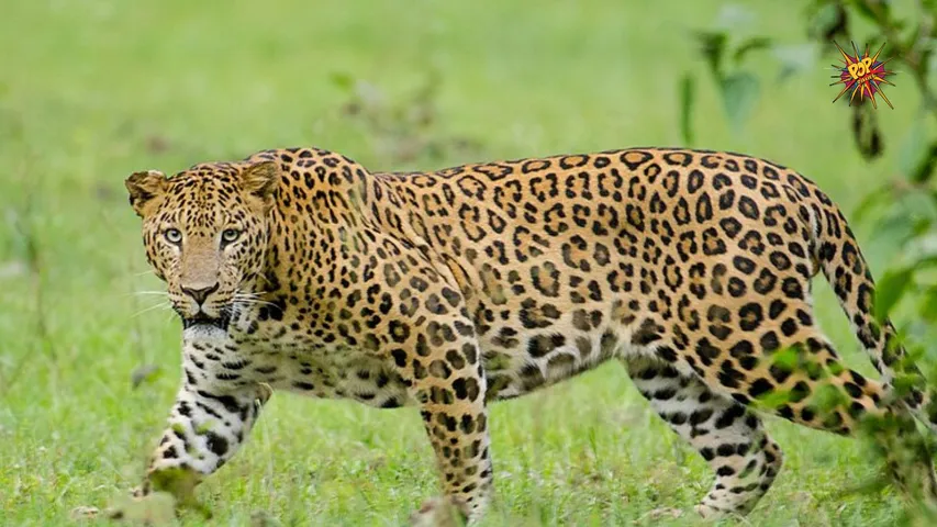 leopard