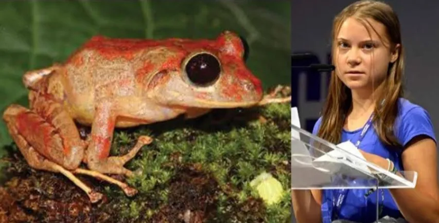 New Species Of Rainfrog Discovered in Panama Jungle which was named after Greta Thunberg!