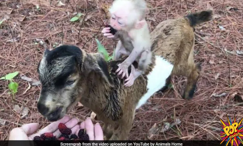 Wholesome Video of Monkey baby along with Goat has got 15 million views, know what happened: