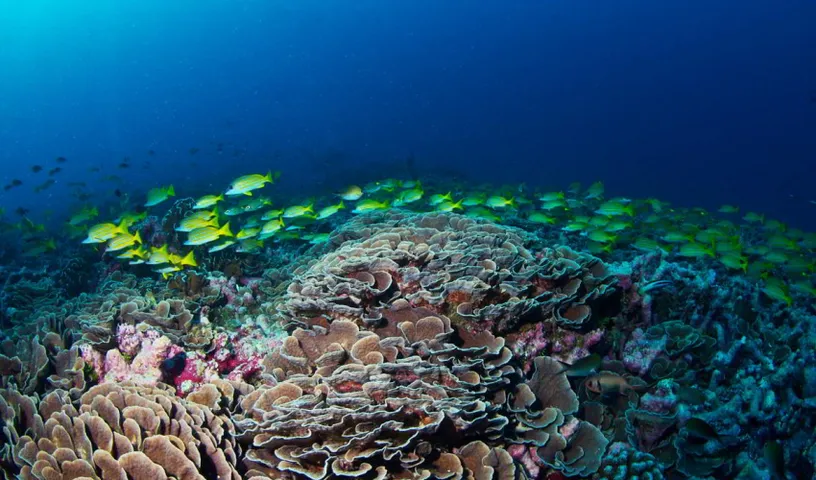 Coral Reefs