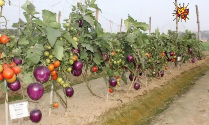 Varanasi: The scientists successful in developing the "Brimato", Have a look on it!
