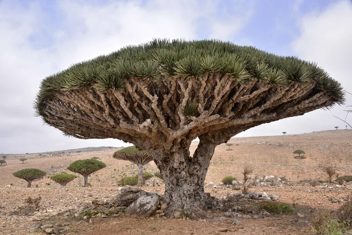 Dragon Blood Tree