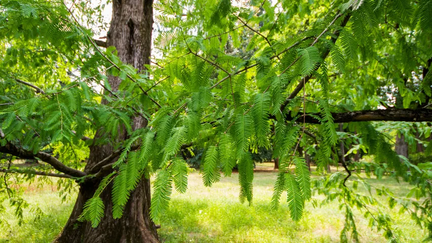 Prosopis cineraria