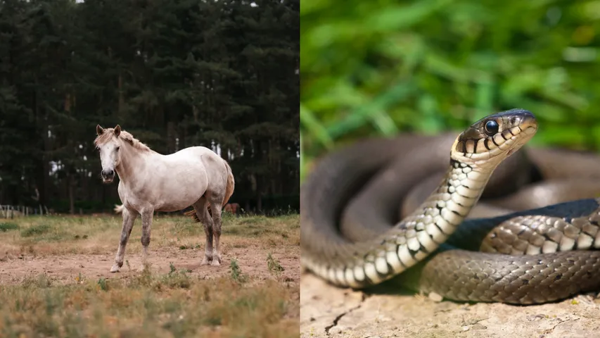 horse