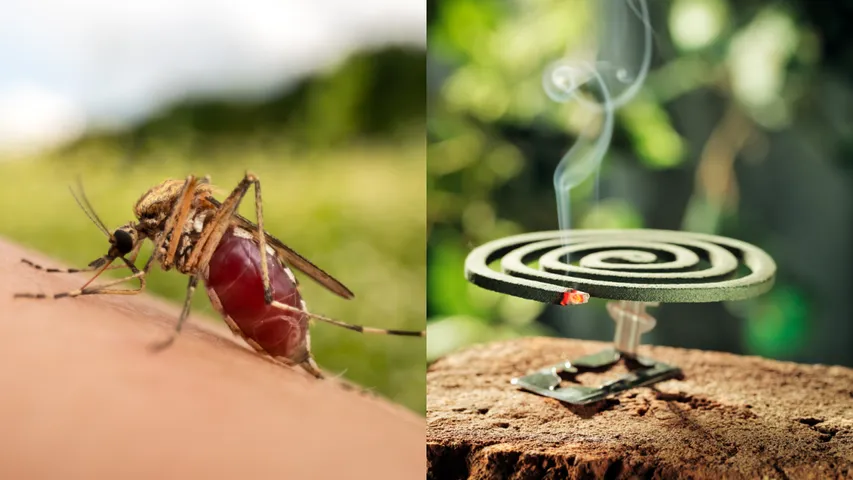 Mosquito Coil