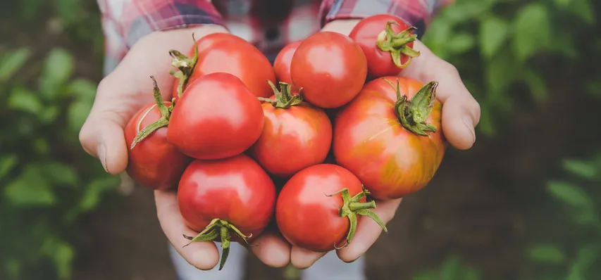 Tomatoes1