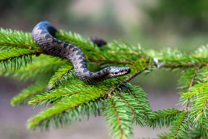 poisonoussnake1