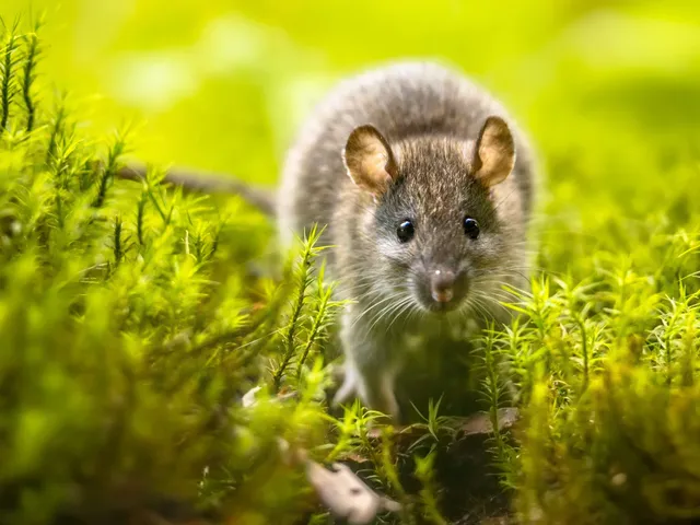 rat5