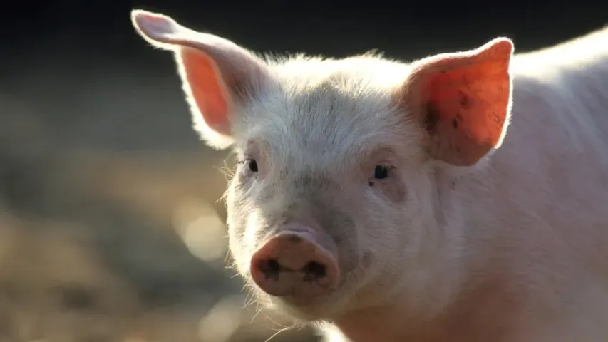 Pig brain brought back to life
