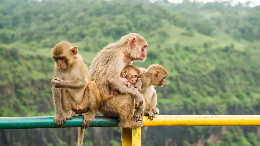 Monkeys