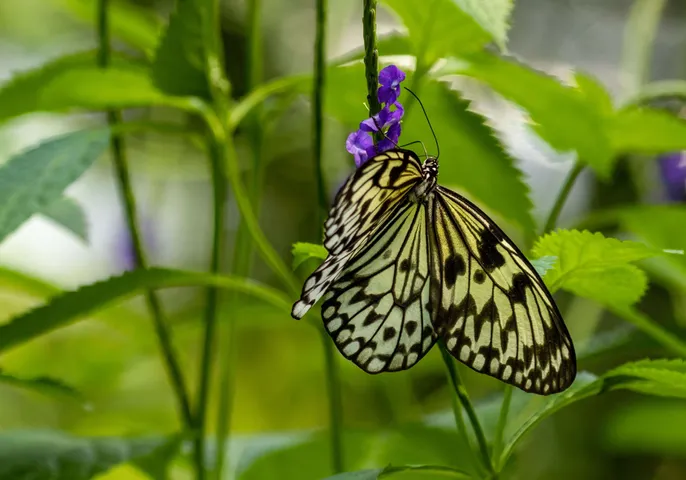 Butterfly1