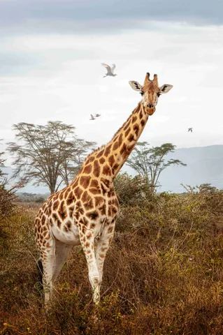 Largeanimals14