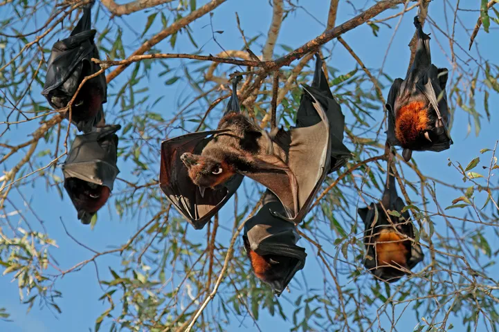 bats5