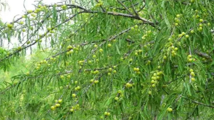 amla