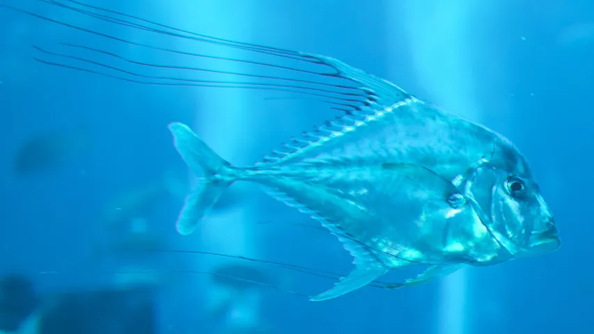 Danionella cerebrum fish